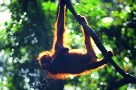 丛林中阳光下兴奋跳跃的金丝猴