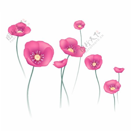 印花矢量图写实花卉花朵虞美人免费素材