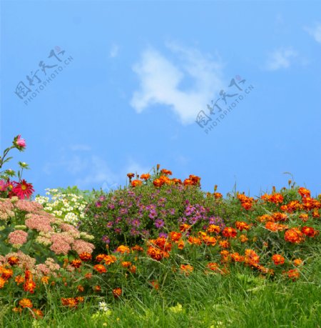蓝天白云野草野花图片