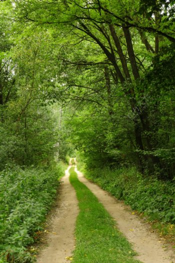在绿色森林的小路