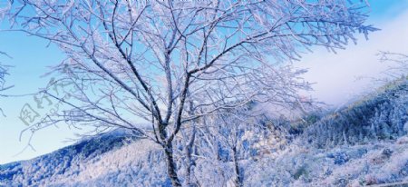 冬天雪景