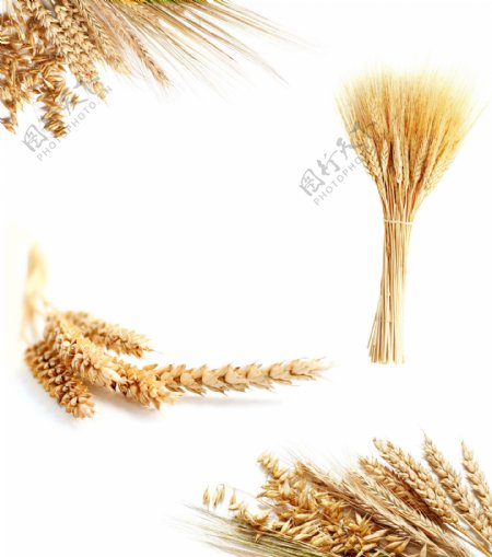 高清晰稻穗稻谷小麦大米