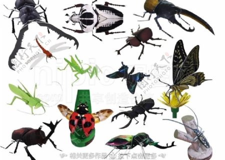 昆虫模型图片
