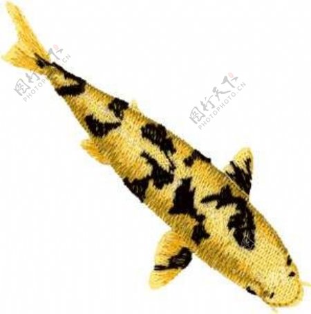 绣花鲤鱼金黄色黑色观赏鱼免费素材
