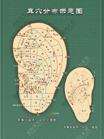 耳穴分布示意图图片