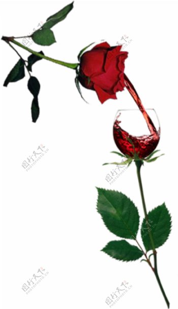 完美的酒与玫瑰插画PSD