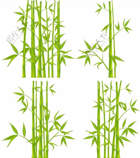 植物绿竹