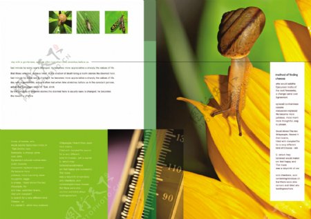昆虫画册图片