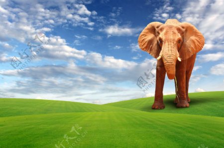 大象和草原高清图