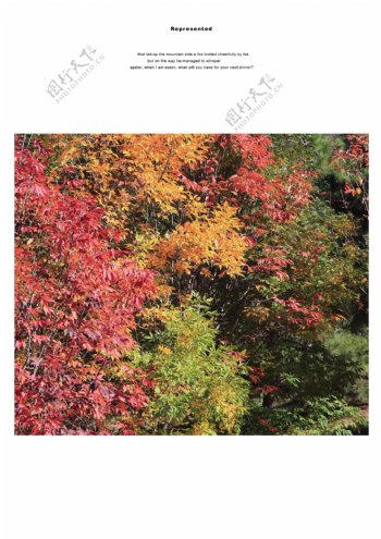 红叶树林图片