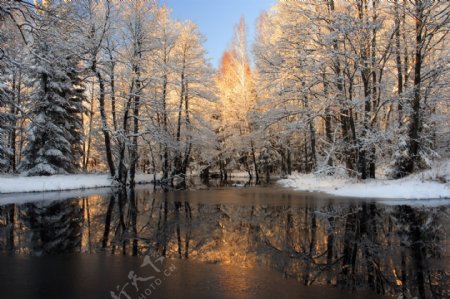 融雪中的森林图片素材