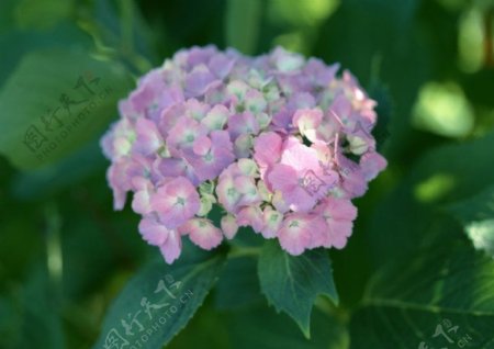 花朵特写