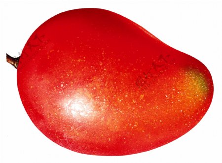 红芒果标本芒果图片芒果素材