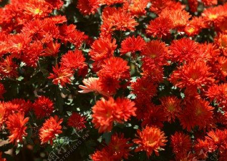红色野菊花