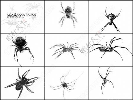 蜘蛛昆虫笔刷图片