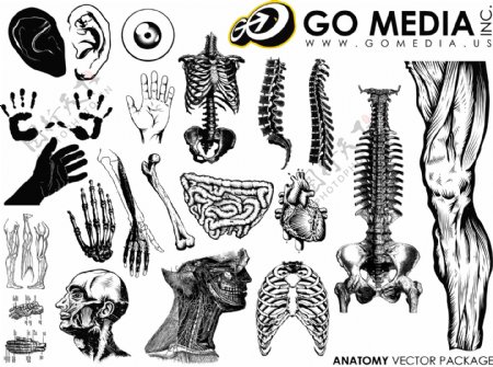 GoMedia出品矢量素材的人体部位和器官