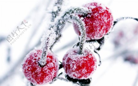 霜雪下的樱桃