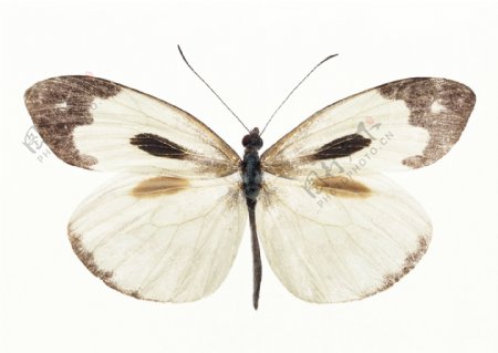 灰白色粉蝶图片