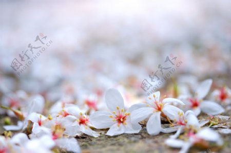白色純淨花
