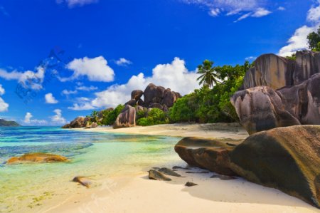 热带海滩椰树图片
