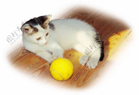 地板小花猫网球图片