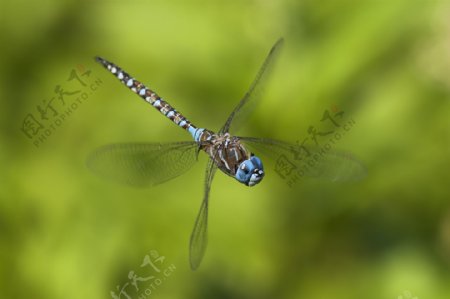 蜻蜓特写图片