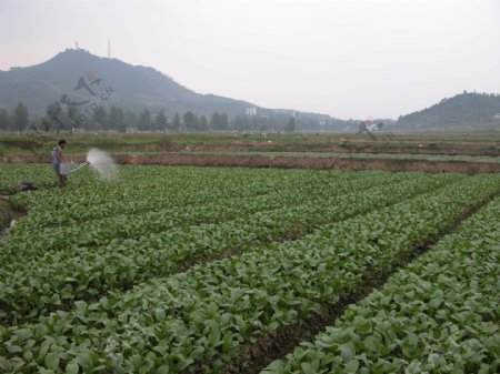 苏仙区蔬菜种植基地图片