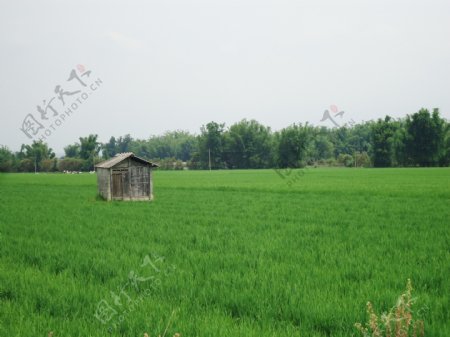 田野绿色水稻小木屋图片