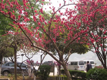春季艳丽的红花图片