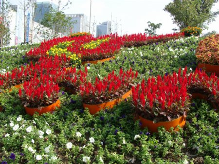 上海花卉