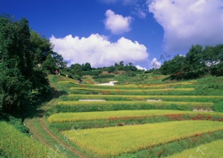 自然风景田园风景清新自然