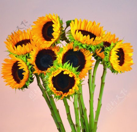位图植物摄影写实花卉花朵向日葵免费素材