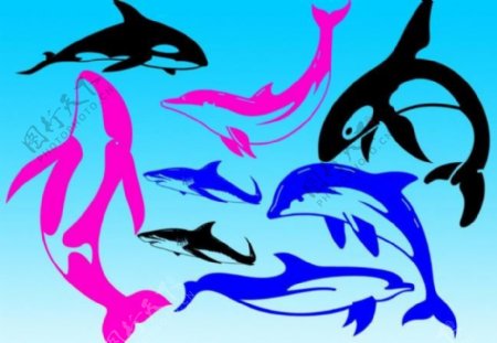 卡通海豚及鲨鱼笔刷图片