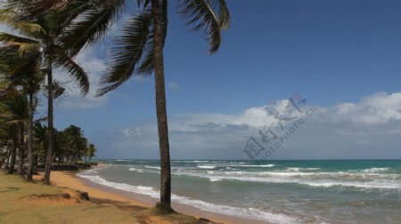 棕榈树视图海洋和沙滩3股票的录像视频免费下载