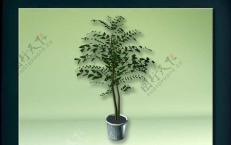 装饰构件之植物3D模型植物030