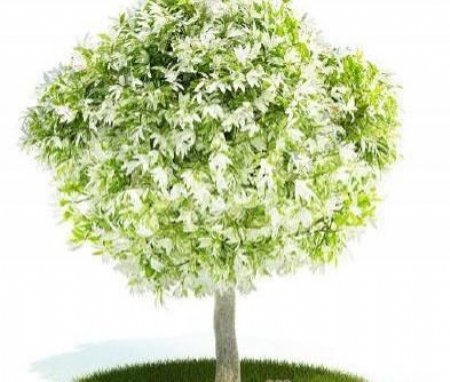 国外精品植物树木灌木3D模型65套5