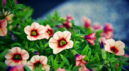 位图植物花朵写实花卉格桑花免费素材