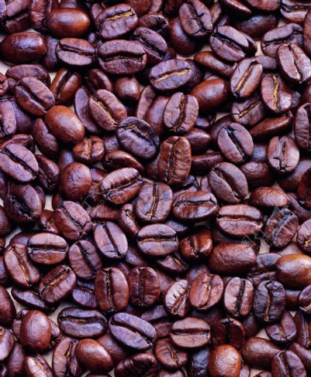 咖啡种子