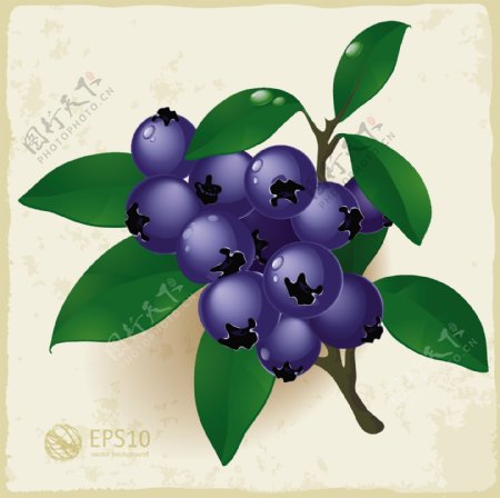 成熟而新鲜的蓝莓叶矢量