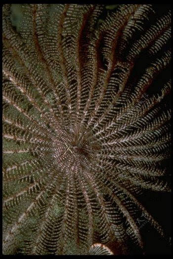 海底大海深海碧海海水礁石珊瑚海藻鱼群生物神秘广告素材大辞典