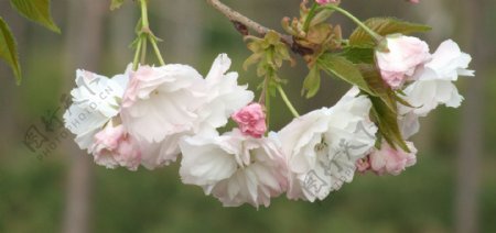 白樱花图片