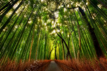 竹树林图片