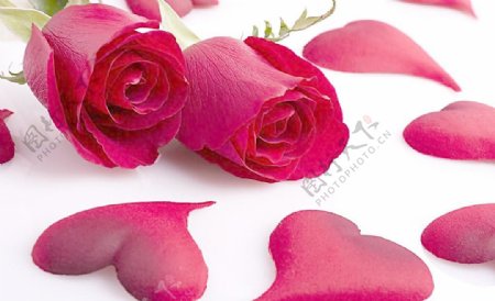 心形玫瑰花瓣图片