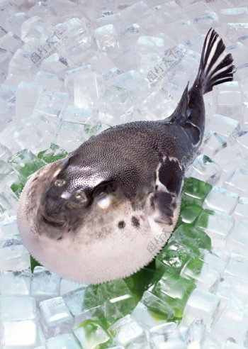 冰块上的河豚鱼
