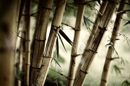 漂亮的竹子