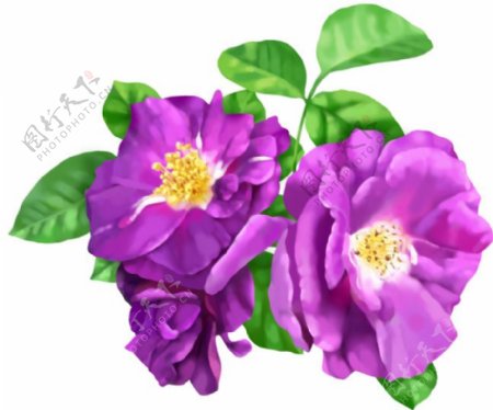 紫色大花朵14