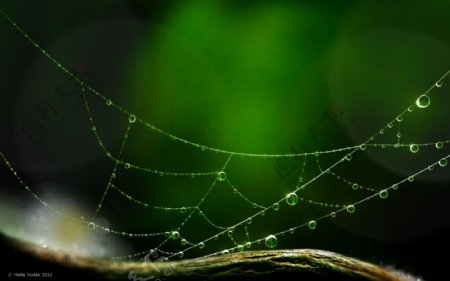 水珠蜘蛛网图片