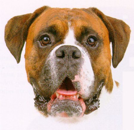 3d模型狗boxer图片