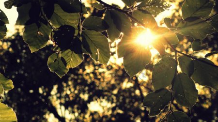 一米阳光透进树叶图片