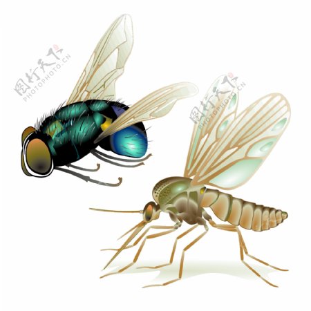 苍蝇和蚊子的写实矢量素材